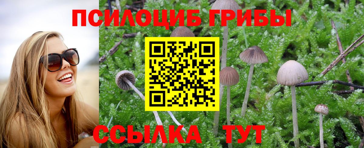купить   Вход с VPN  Ахтубинск  Псилоцибиновые грибы Psilocybe 